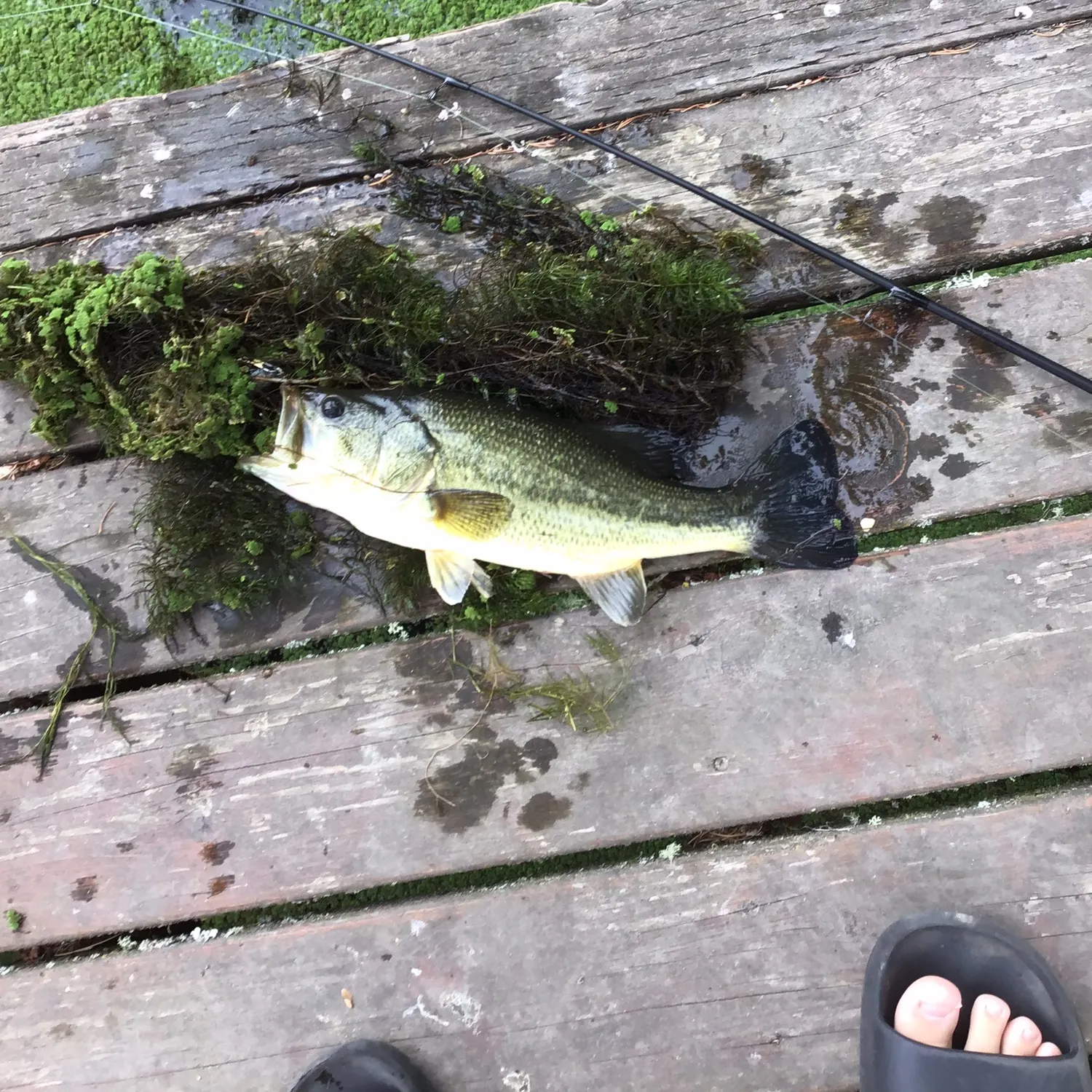 Largemouth bass caught on Fishbrain