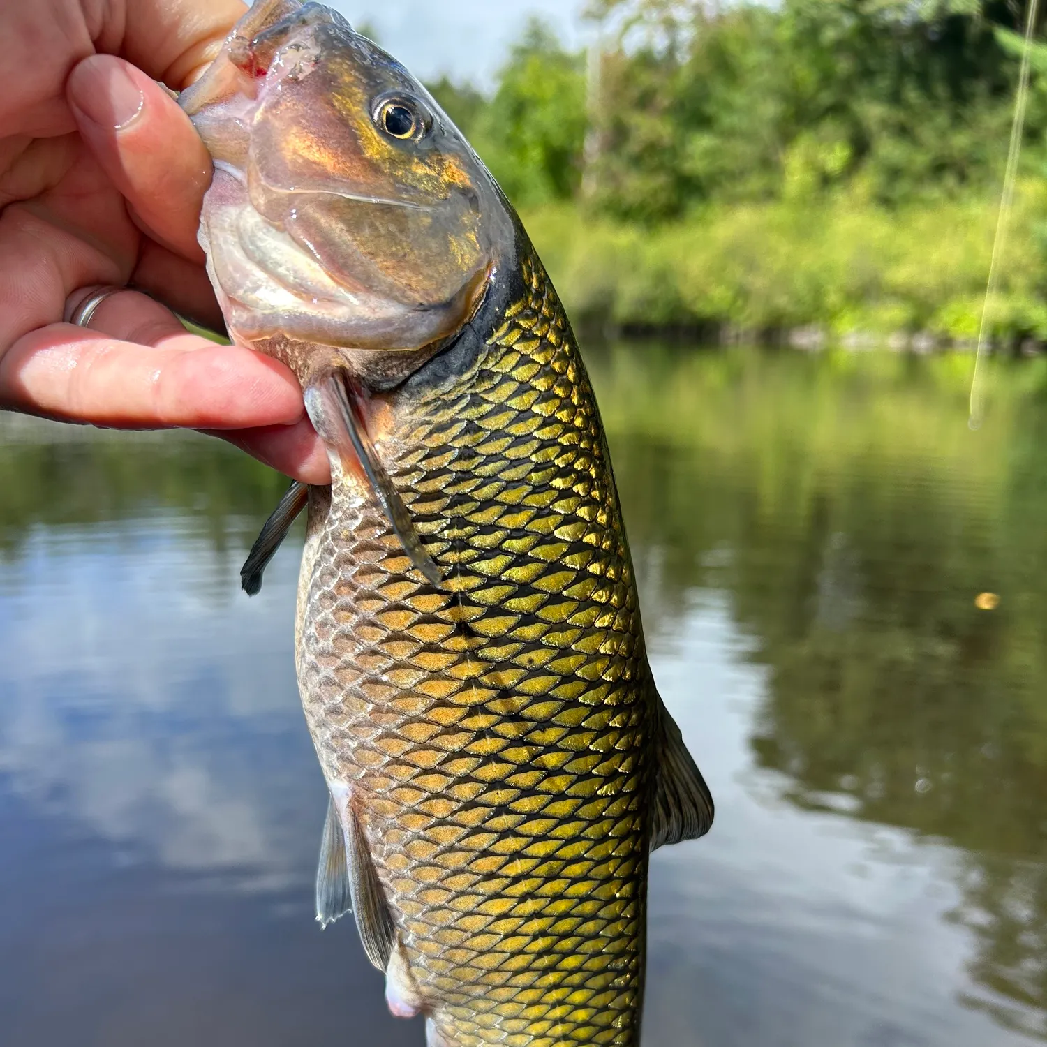 Fallfish caught on Fishbrain