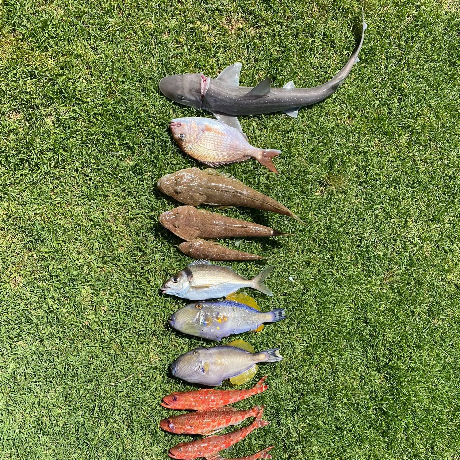 recently logged catches