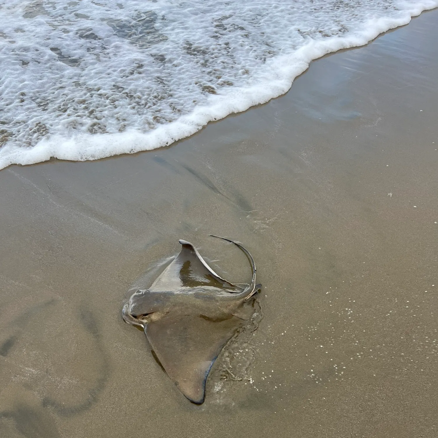 Bat eagle ray caught on Fishbrain