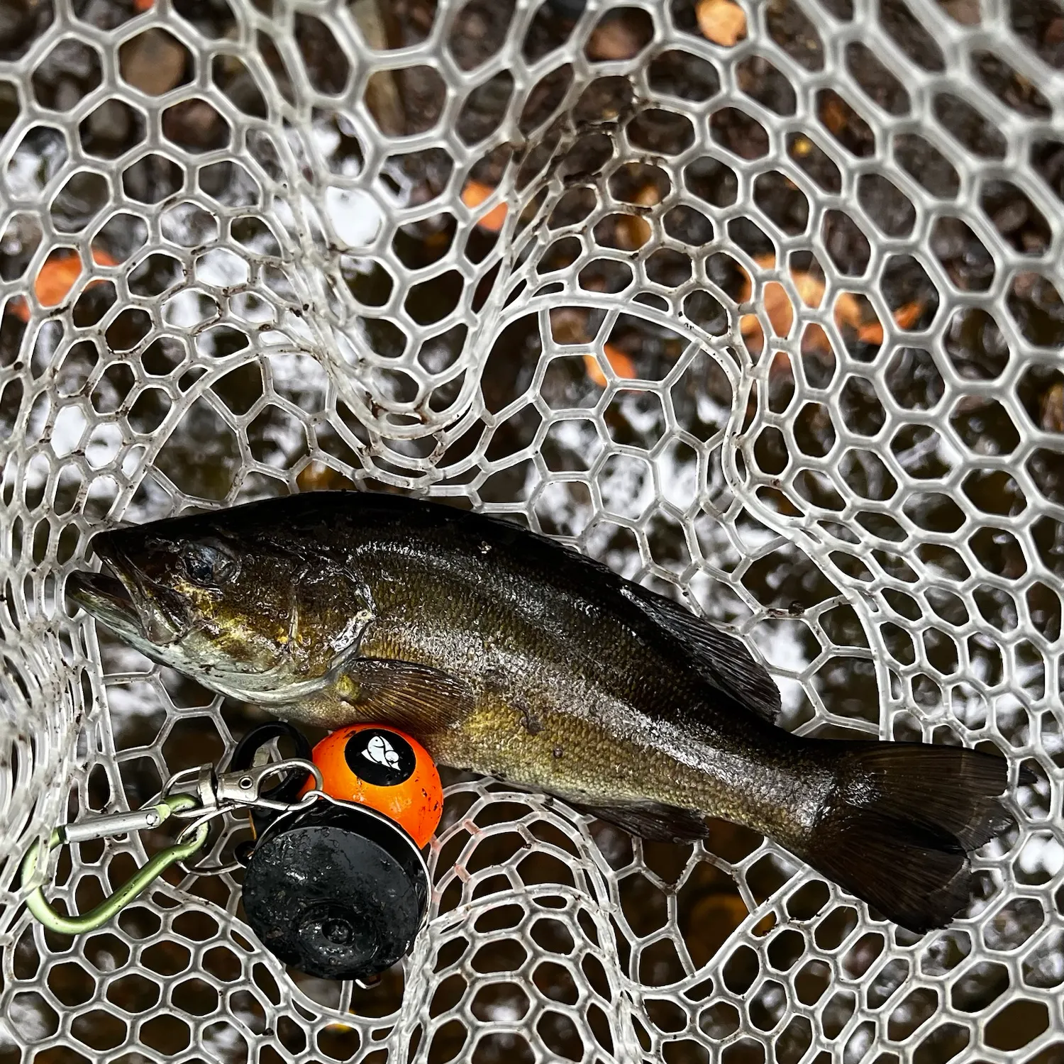 Smallmouth bass caught on Fishbrain