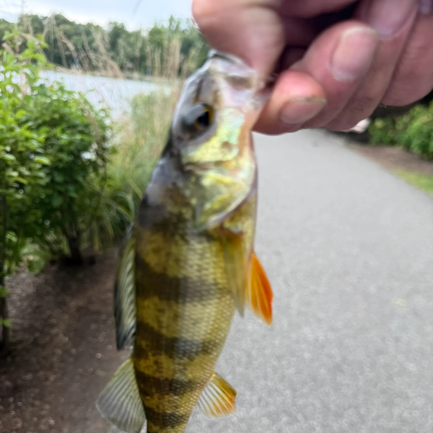 Yellow perch caught on Fishbrain