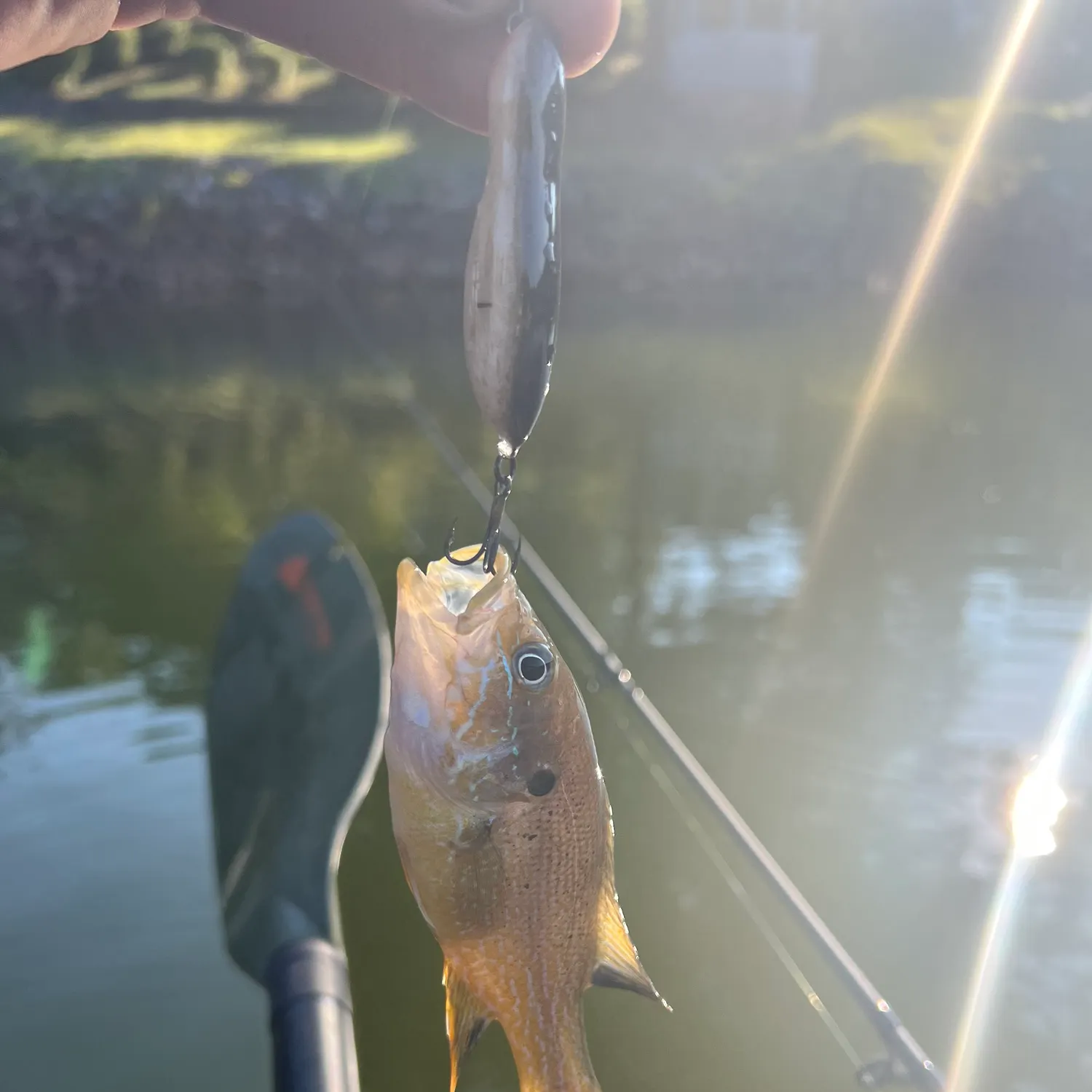 Green sunfish caught on Fishbrain