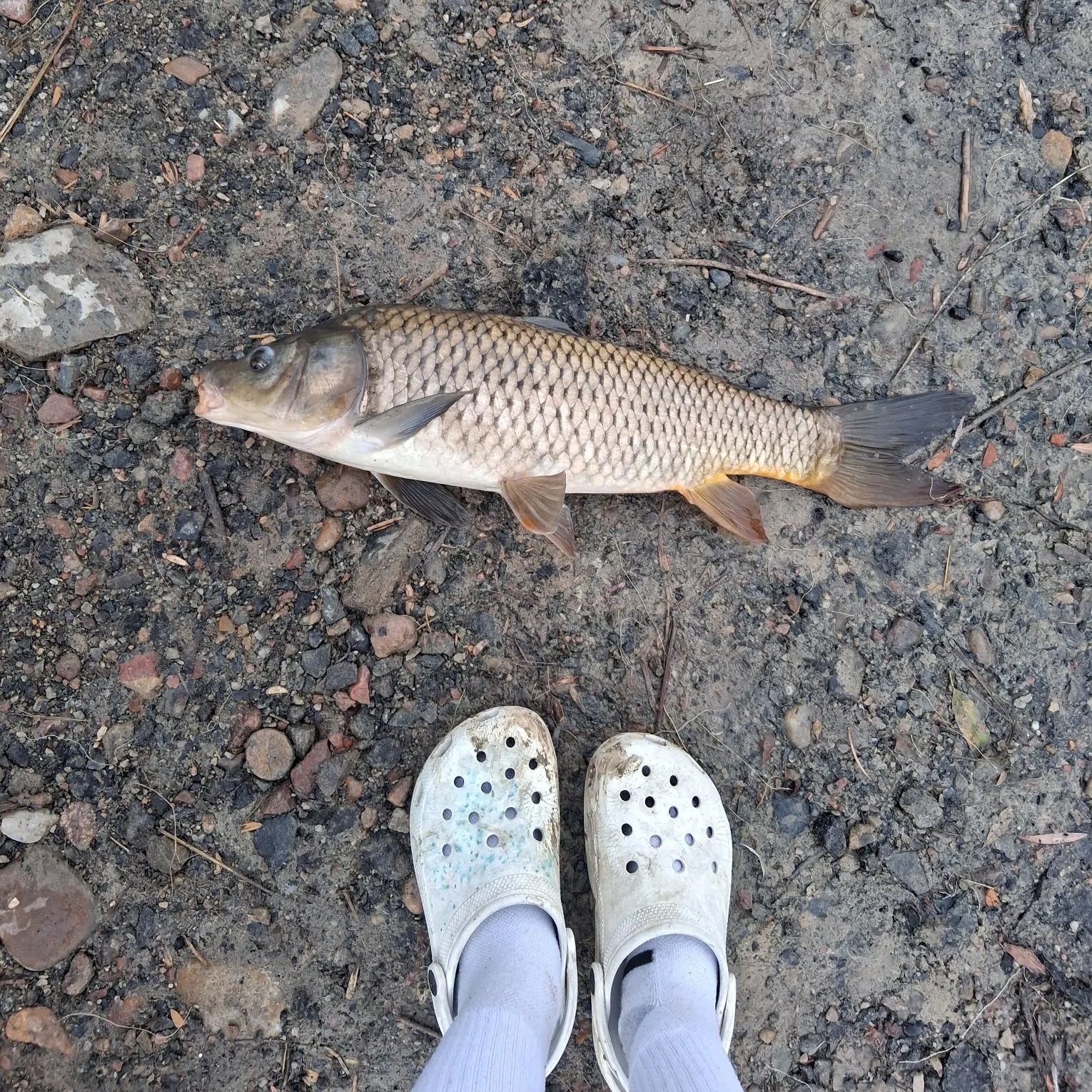Common carp caught on Fishbrain