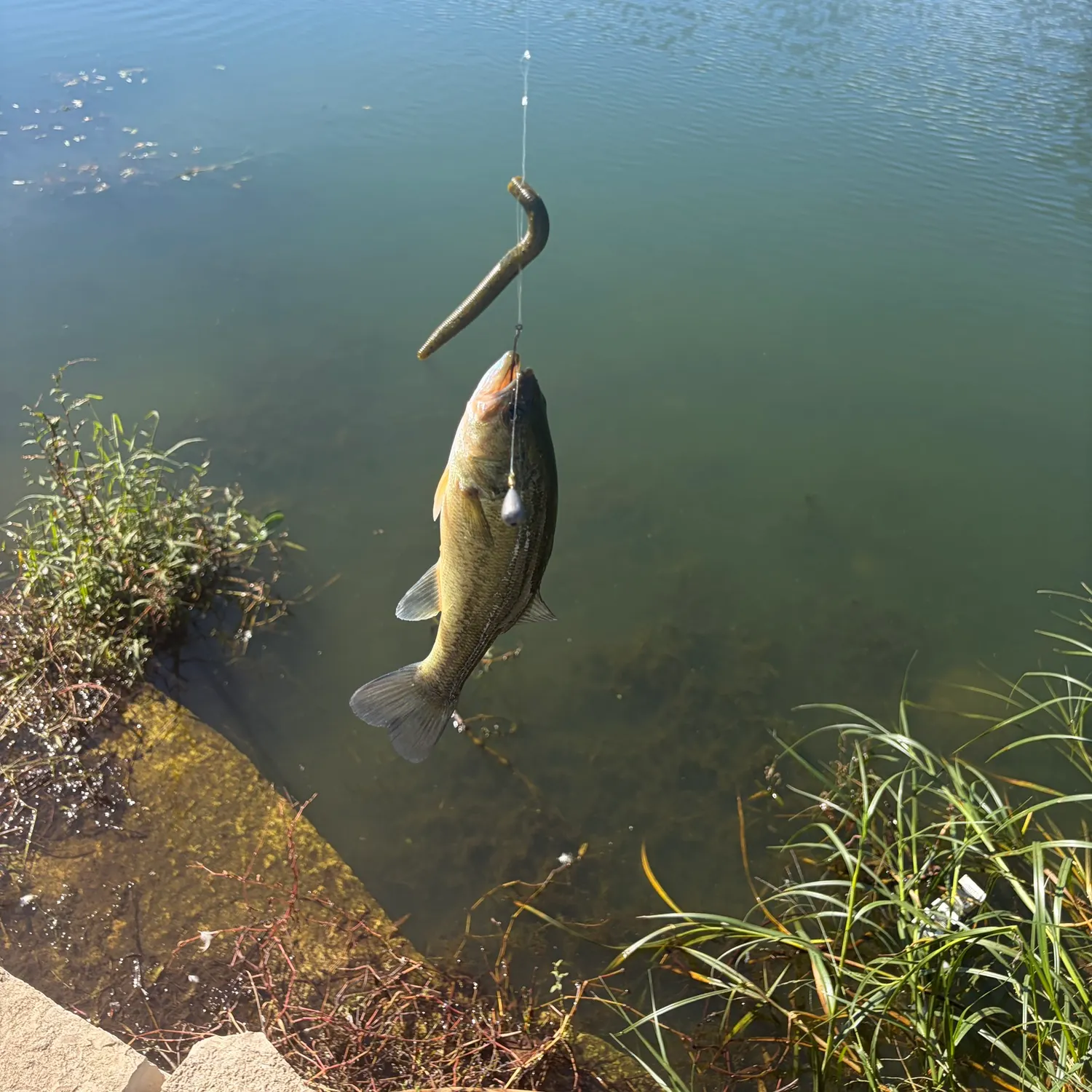 Largemouth bass caught on Fishbrain