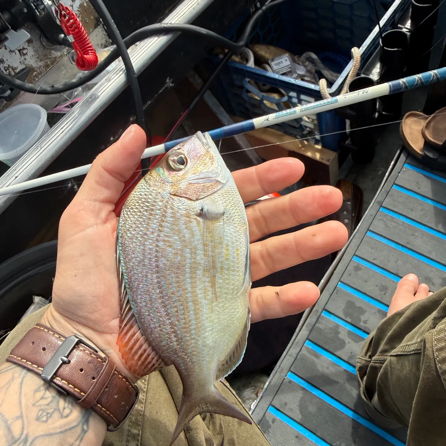 Scup caught on Fishbrain