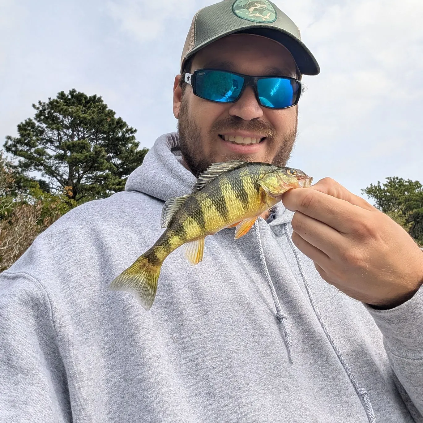 Yellow perch caught on Fishbrain