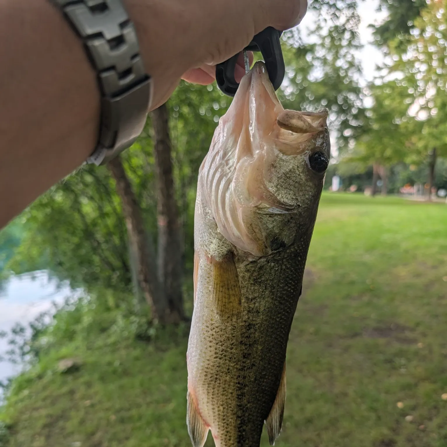 Largemouth bass caught on Fishbrain