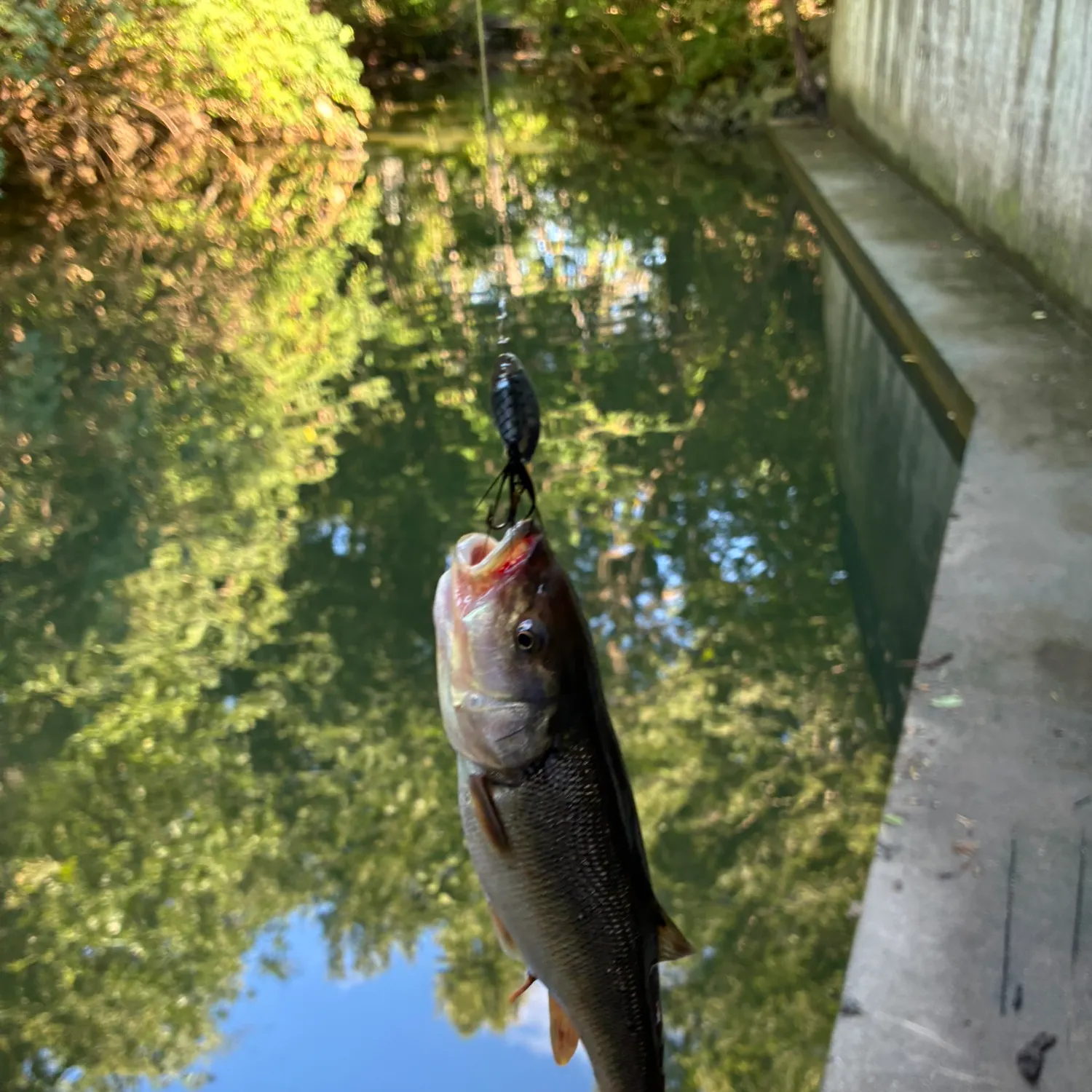 Creek chub caught on Fishbrain