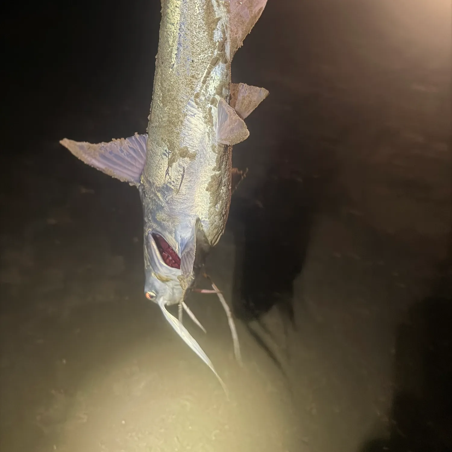 Hardhead sea catfish caught on Fishbrain