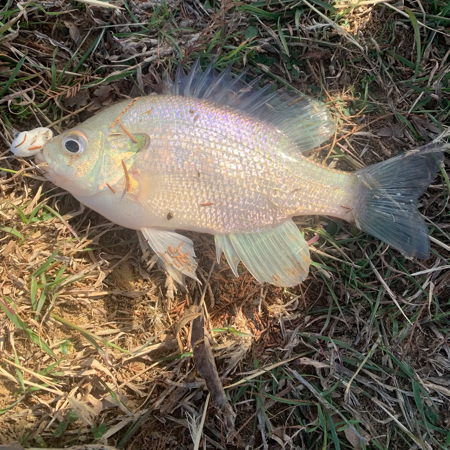 The most recent Silver perch catches on Fishbrain
