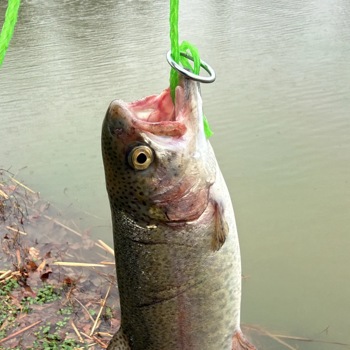 The most recent Rainbow trout catches on Fishbrain