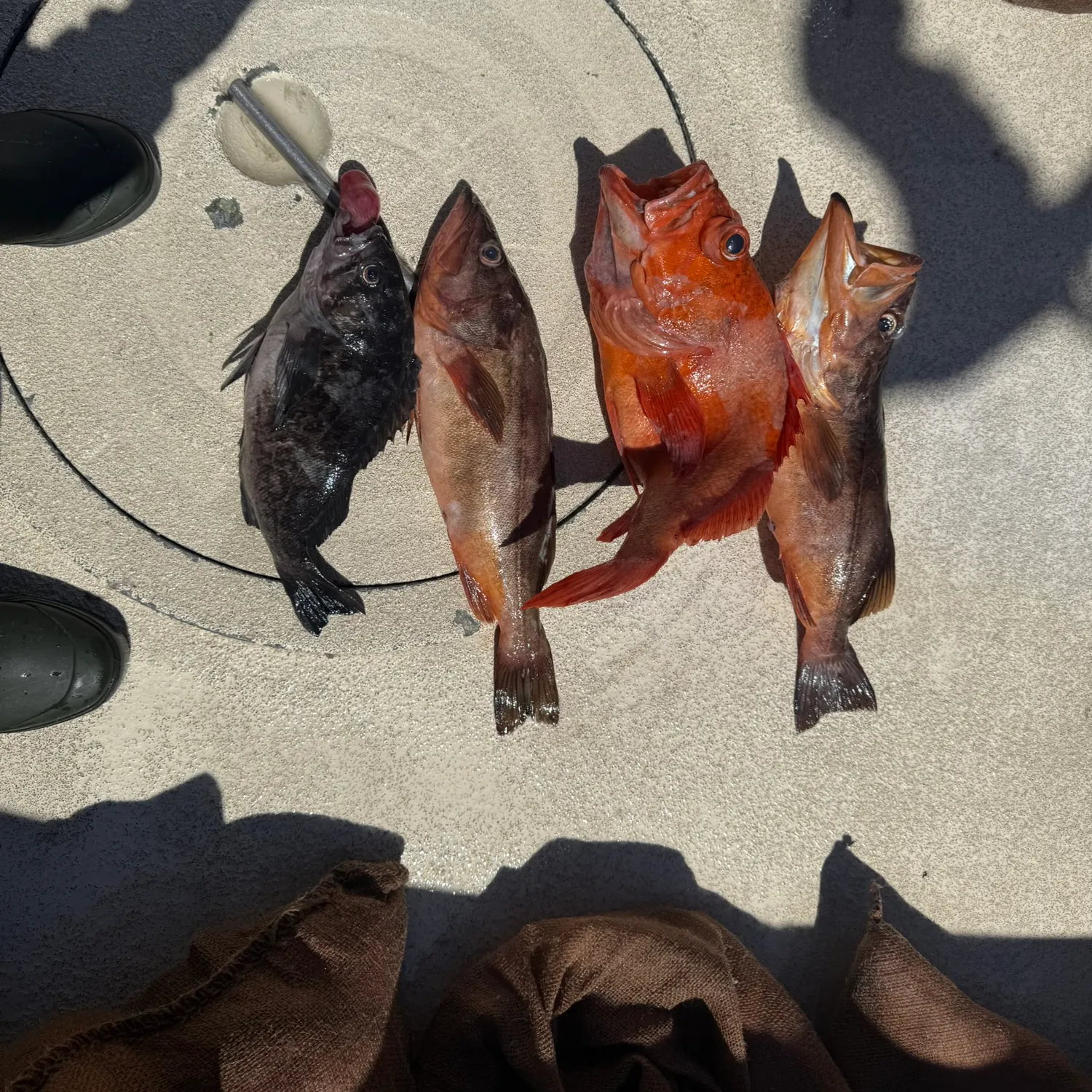 recently logged catches