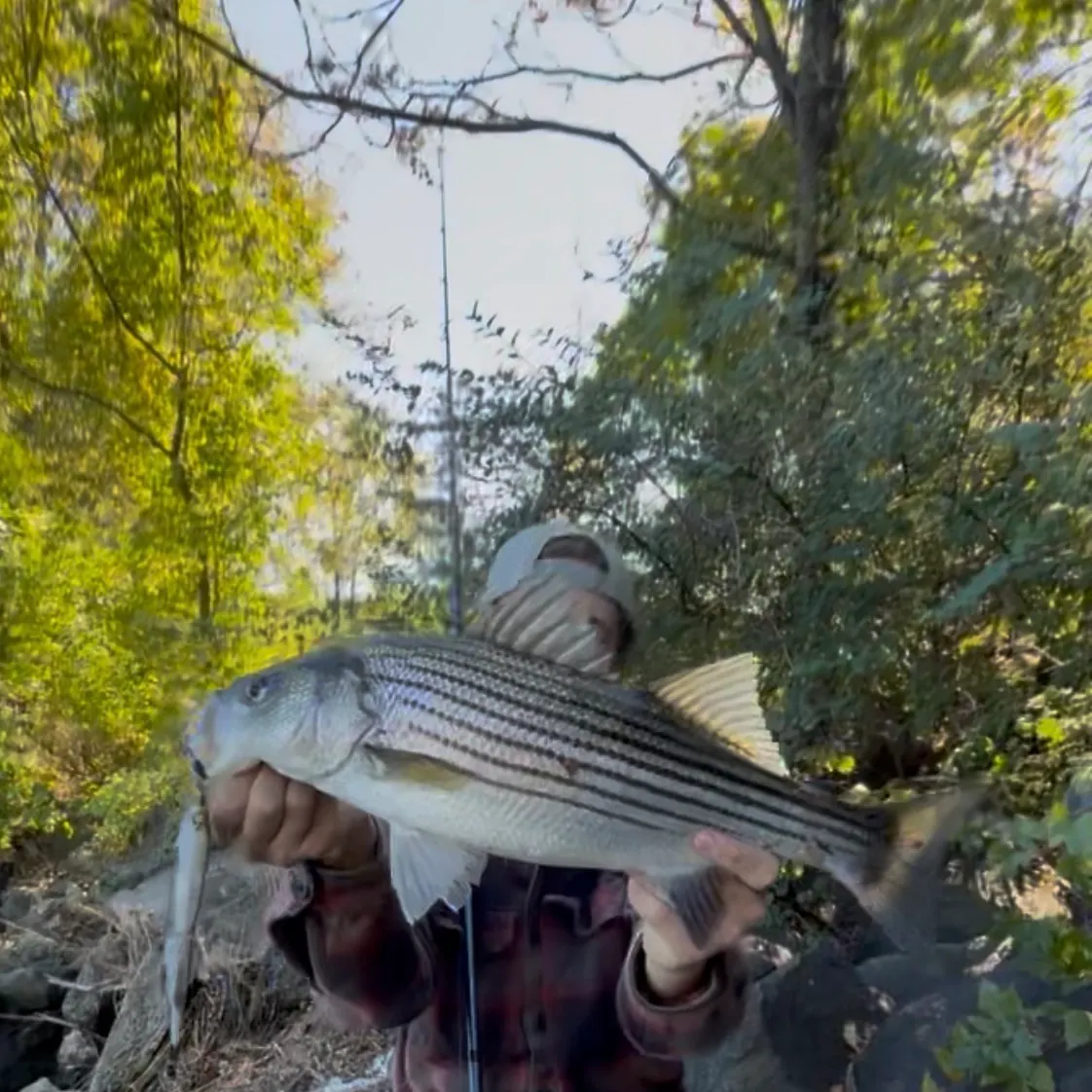 Striped bass caught on Fishbrain