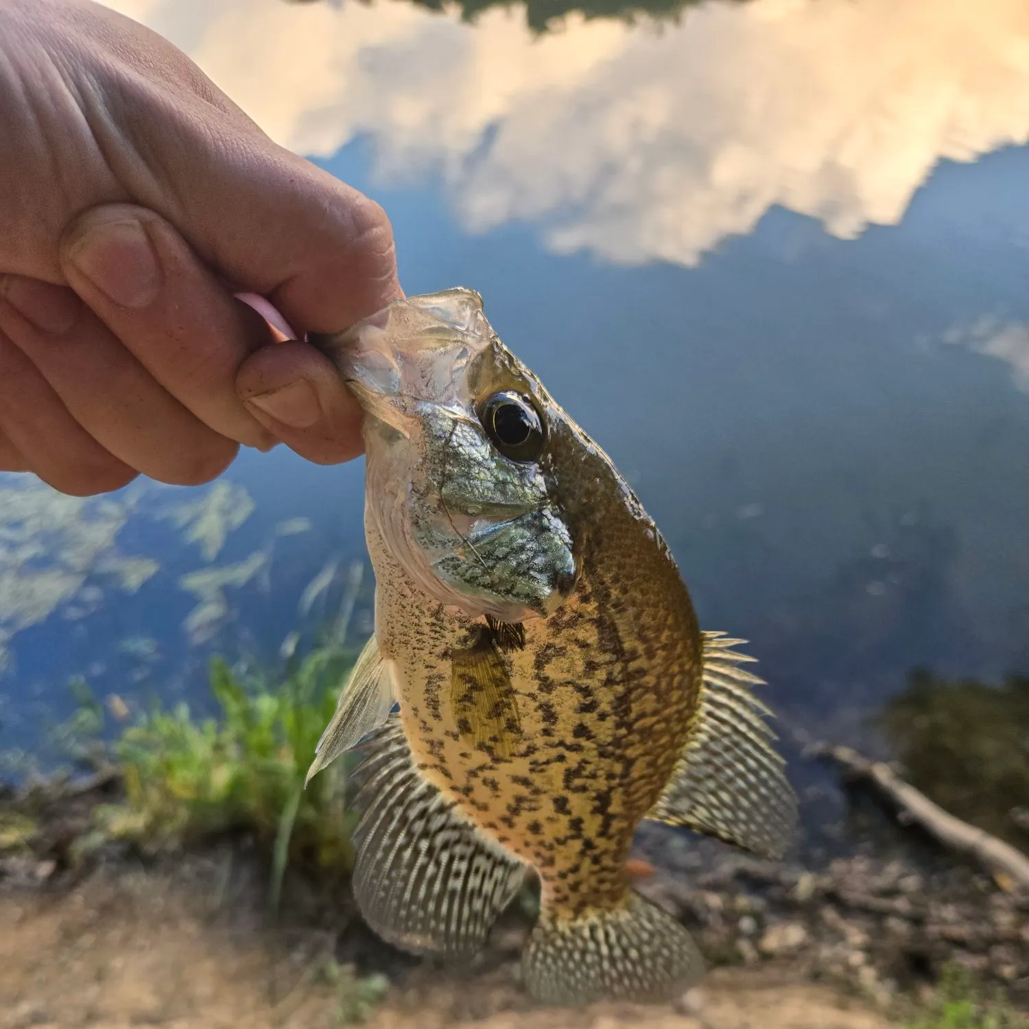 Black crappie caught on Fishbrain