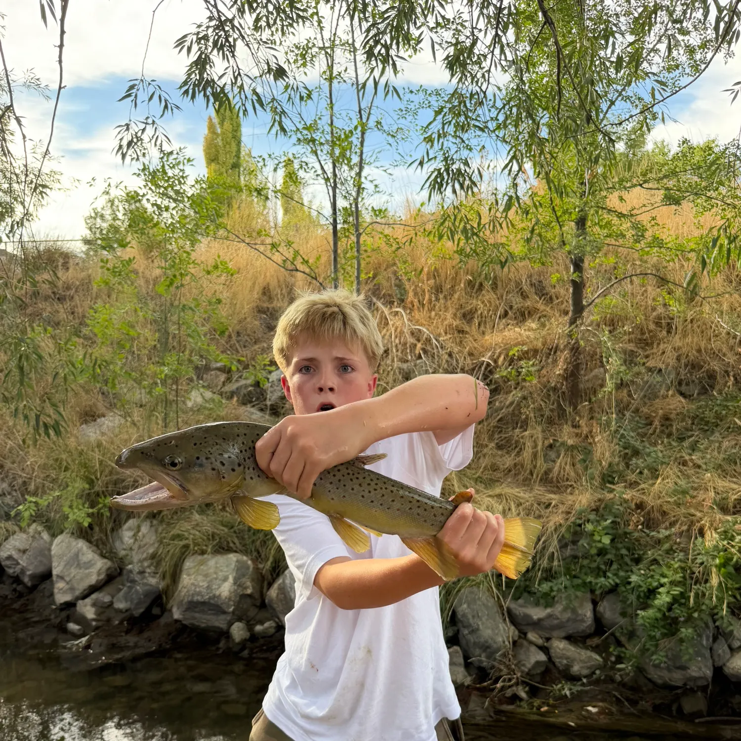 Brown trout caught on Fishbrain