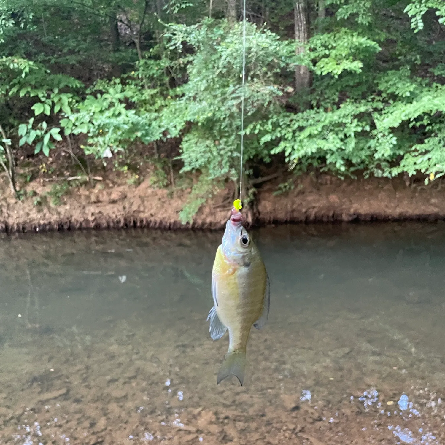 Bluegill caught on Fishbrain