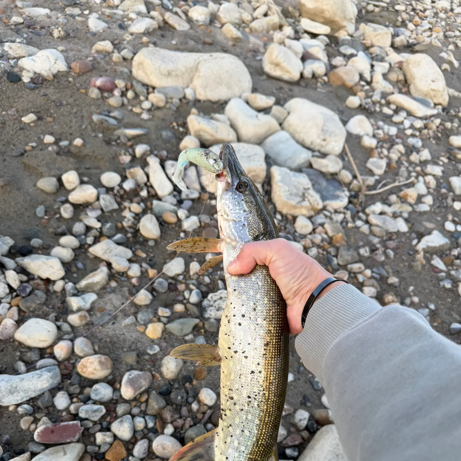 Northern pike caught on Fishbrain