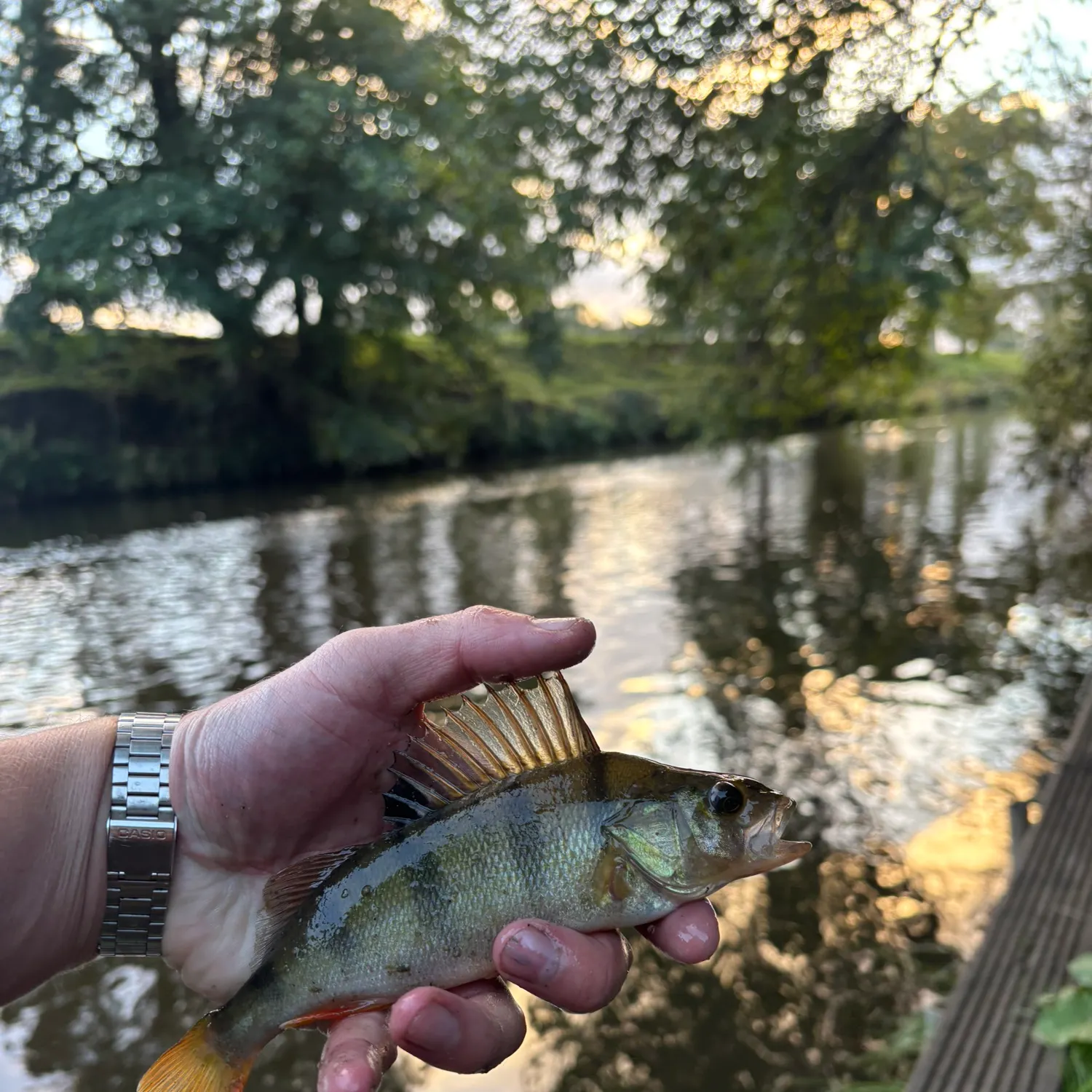 European perch caught on Fishbrain