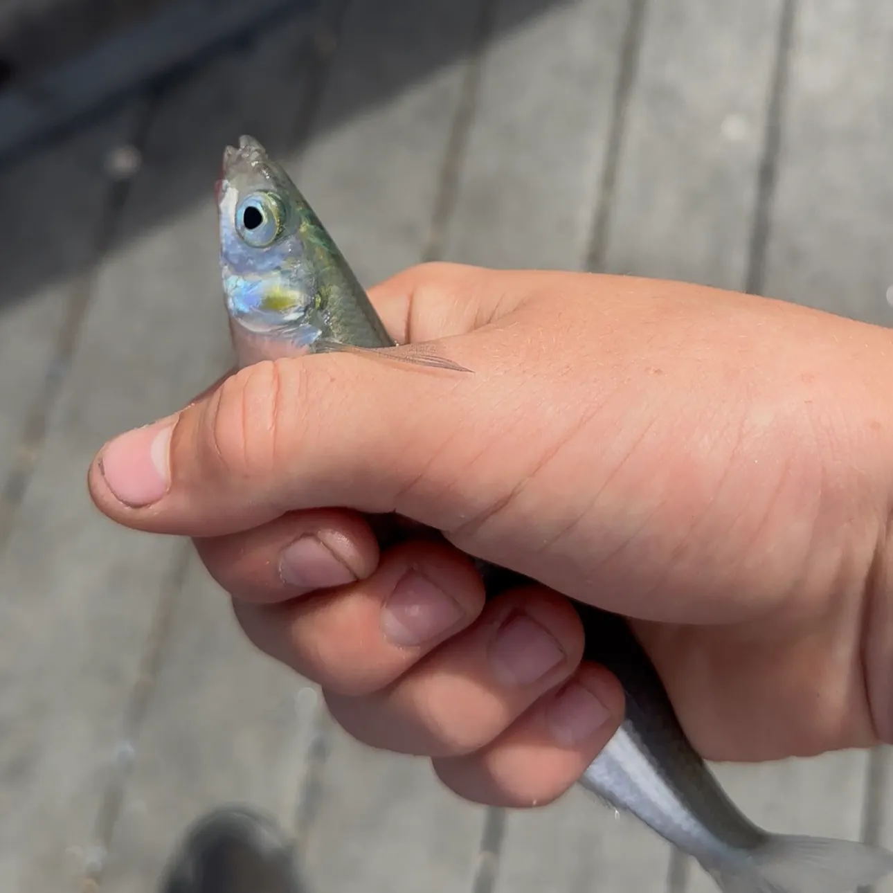 Common logperch caught on Fishbrain