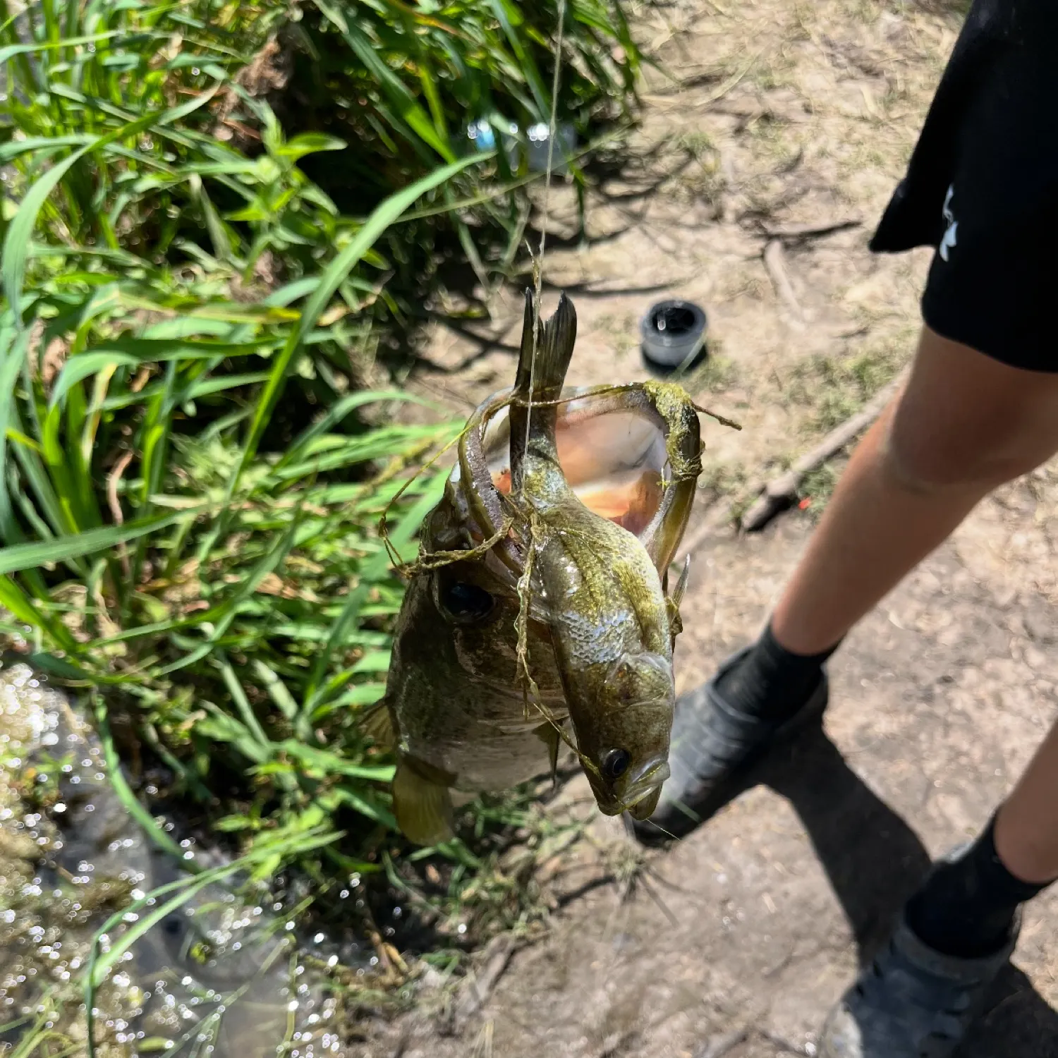 angler catch