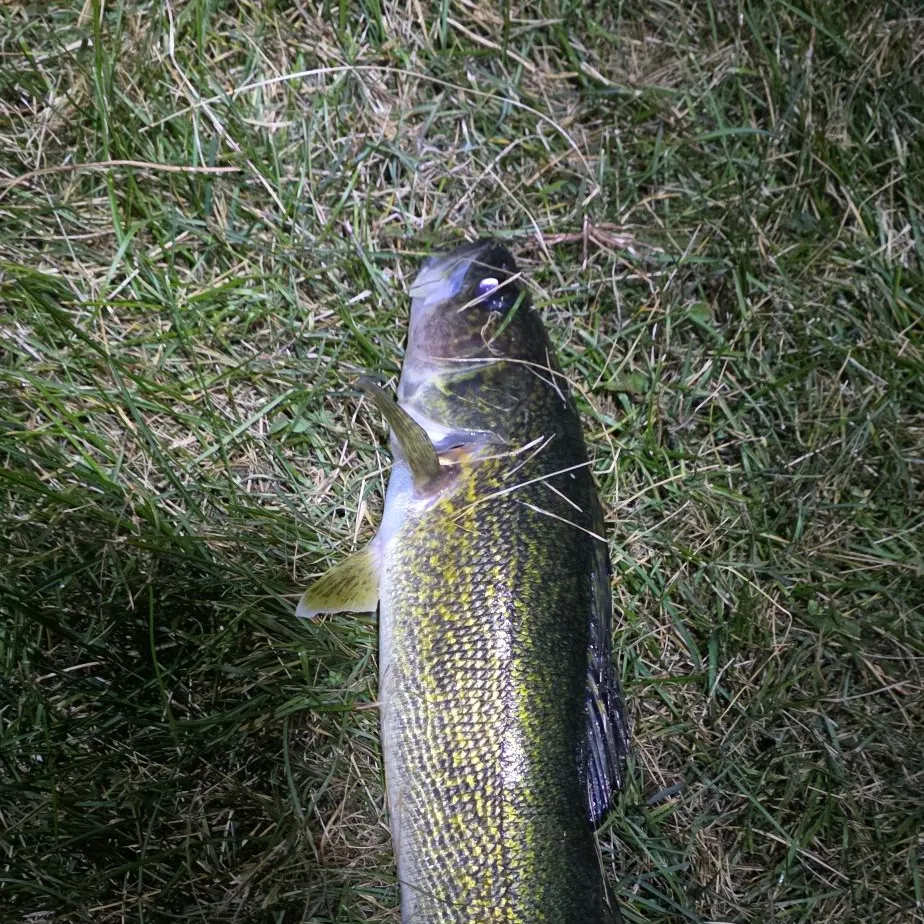 Walleye caught on Fishbrain