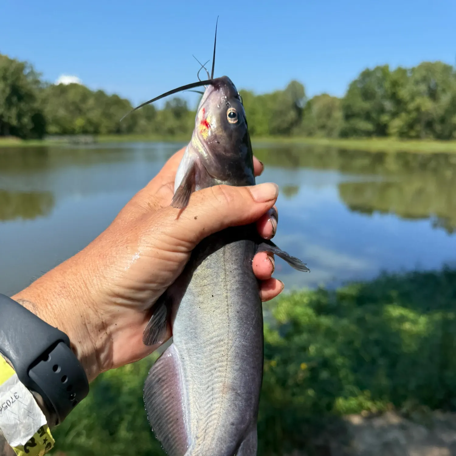 Channel catfish caught on Fishbrain