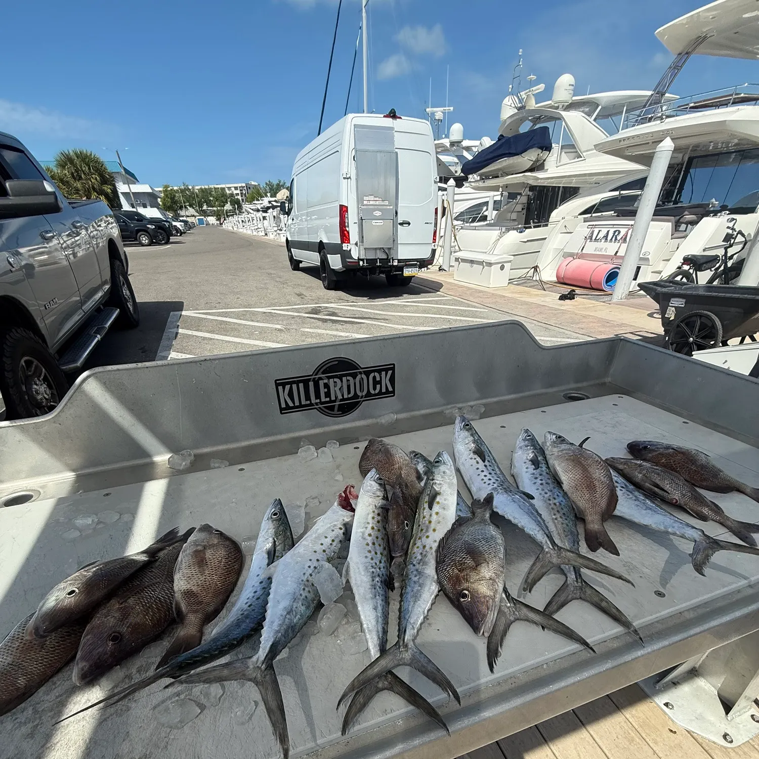 recently logged catches