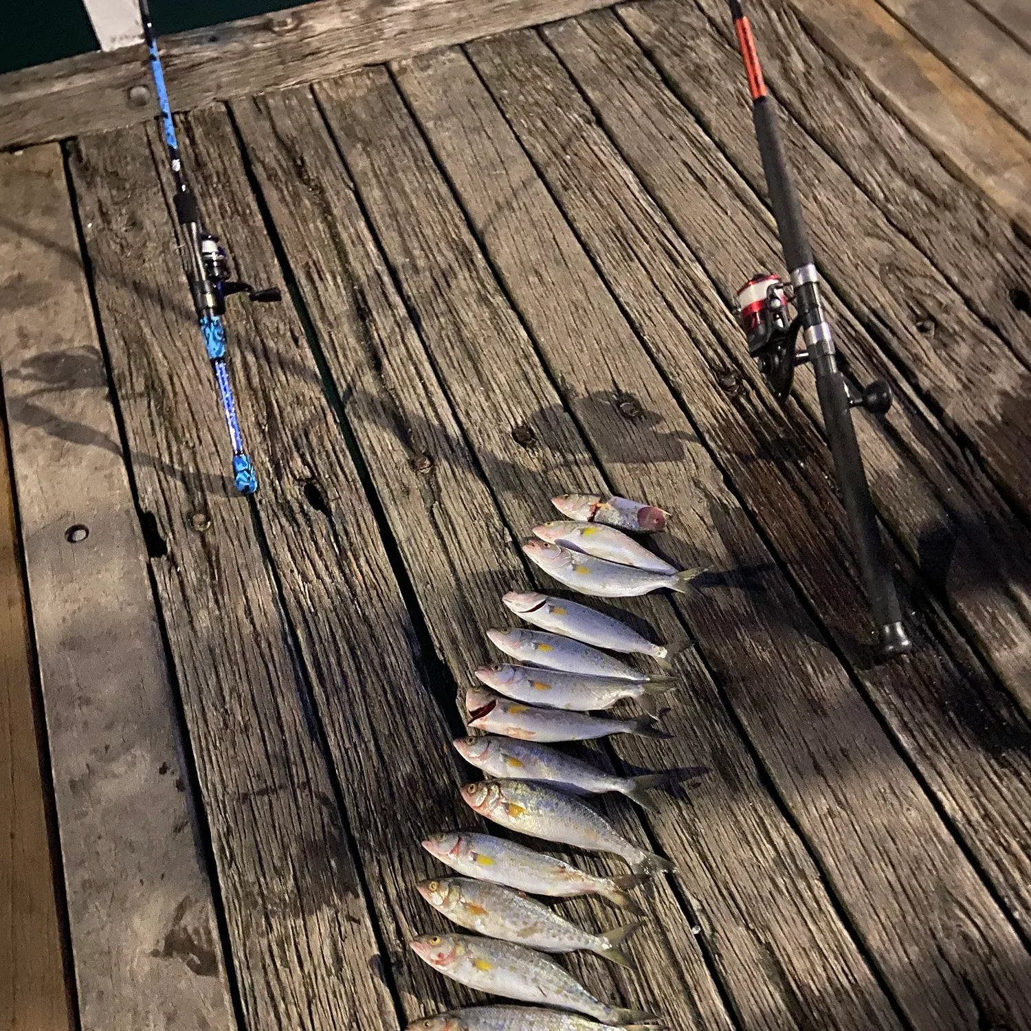 The most recent Eastern Australian salmon catches on Fishbrain
