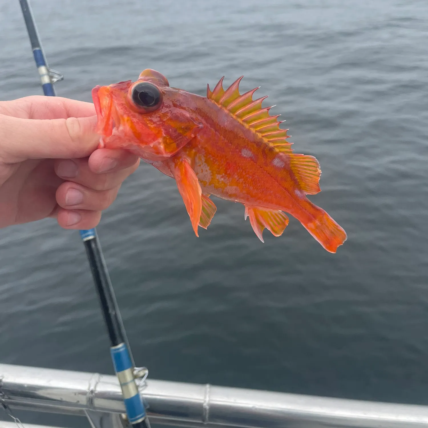 The most recent Starry rockfish catches on Fishbrain