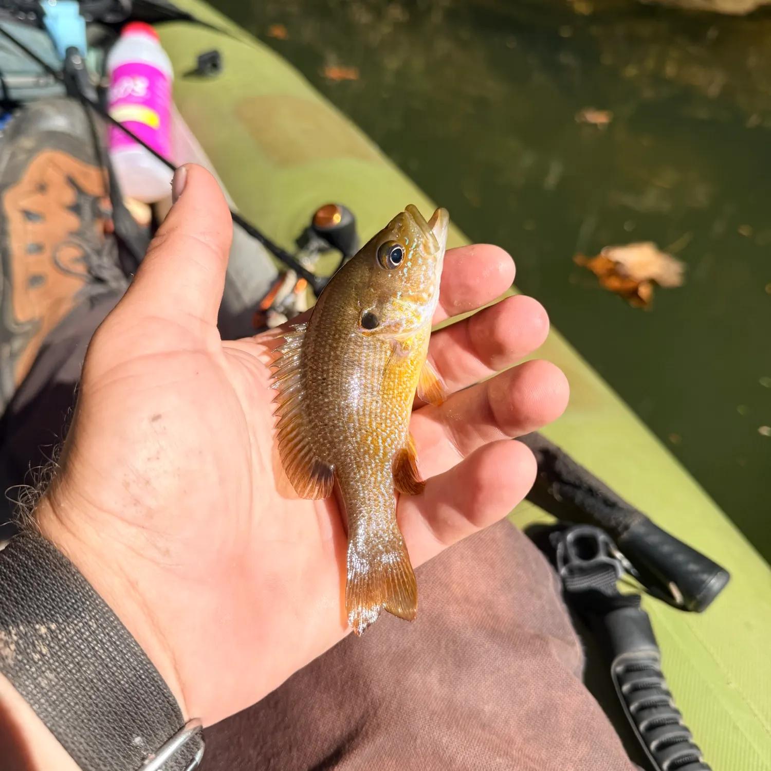 Green sunfish caught on Fishbrain