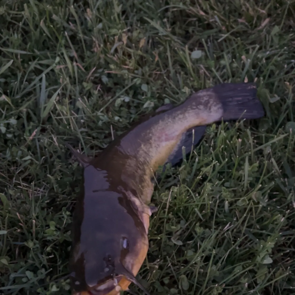 The most recent Yellow bullhead catches on Fishbrain