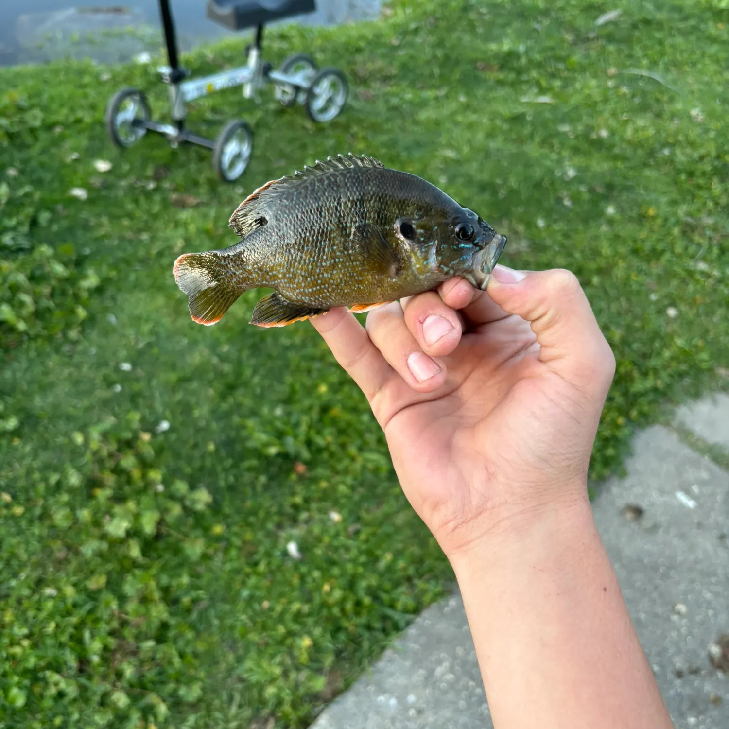 catch