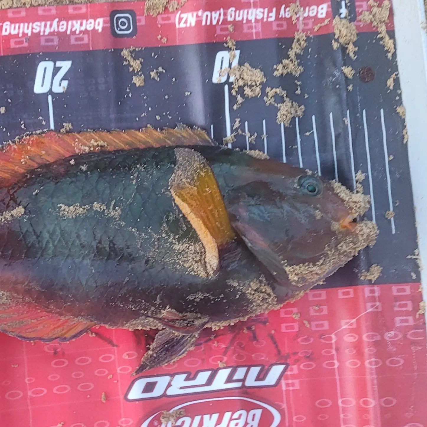Crimsonbanded wrasse caught on Fishbrain