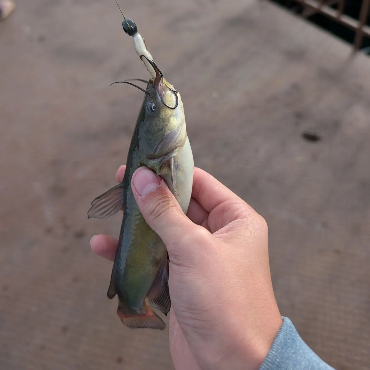 Yellow bullhead caught on Fishbrain