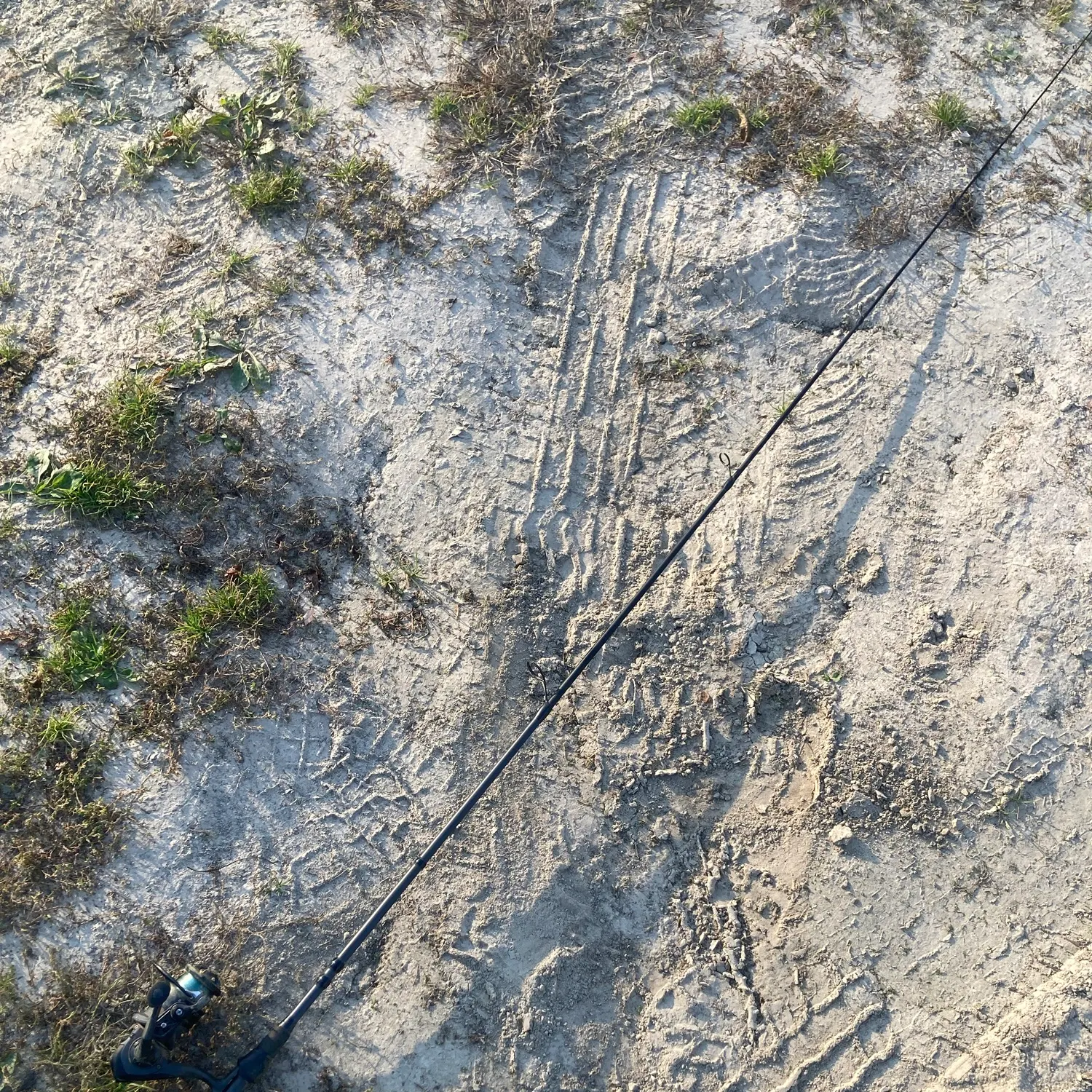 Bull shark caught on Fishbrain