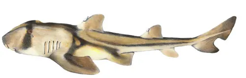 Port Jackson shark