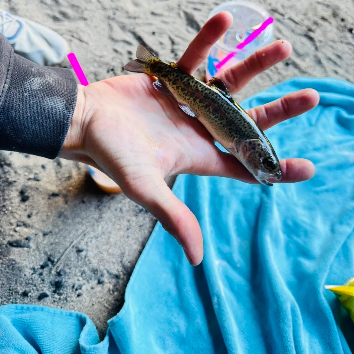 The most recent Great basin redband trout catches on Fishbrain