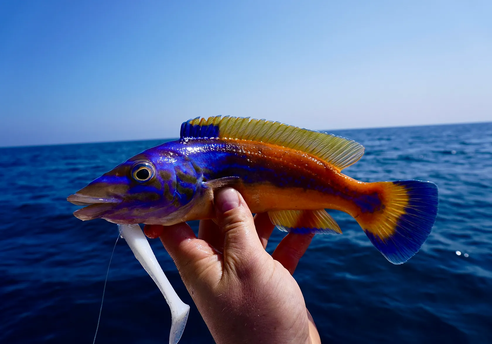 Cuckoo wrasse