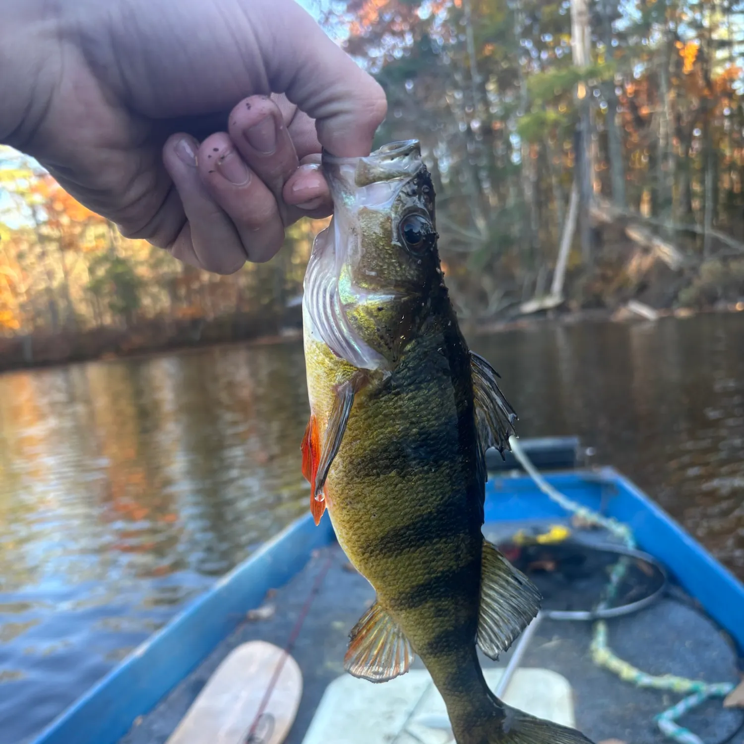 Yellow perch caught on Fishbrain