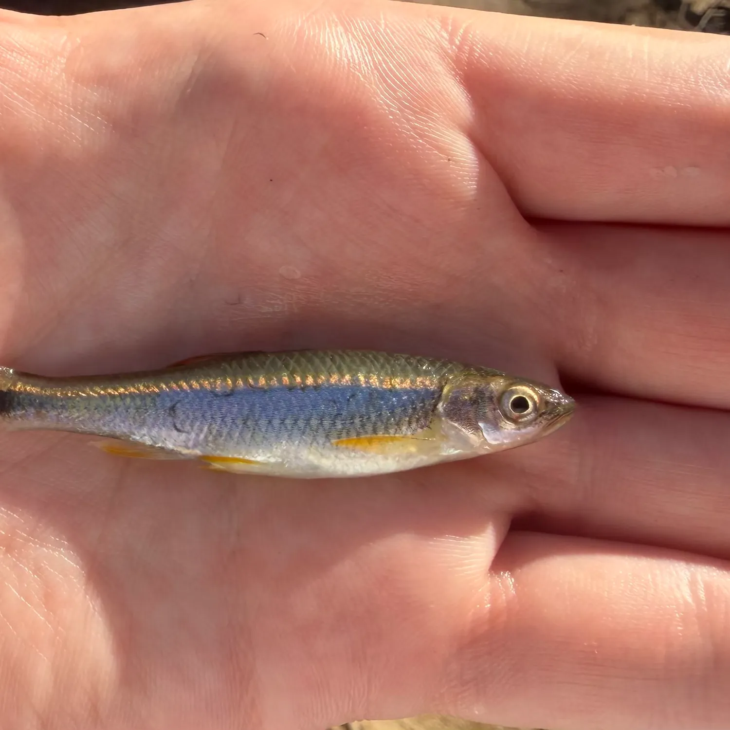 The most recent Tricolor shiner catches on Fishbrain