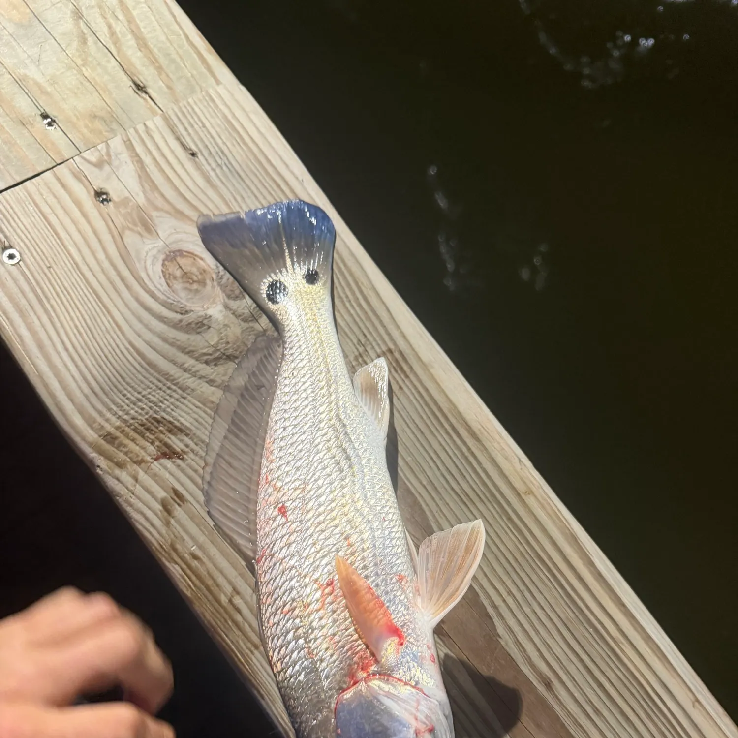 Red drum caught on Fishbrain