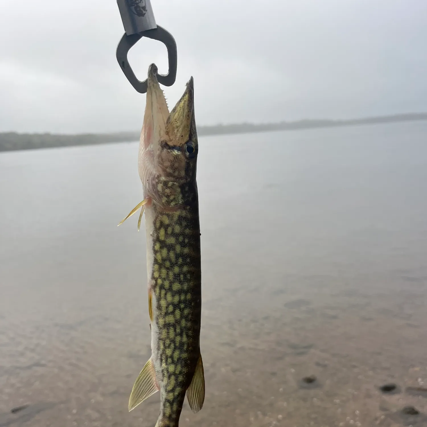 Chain pickerel caught on Fishbrain