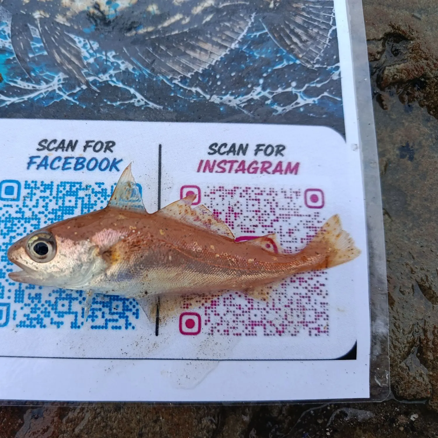 The most recent Poor cod catches on Fishbrain