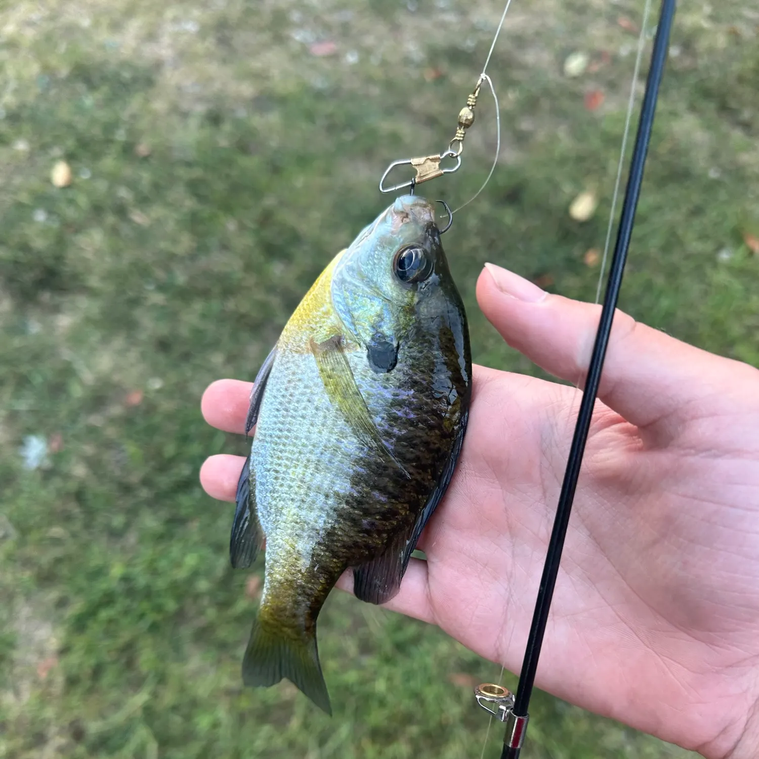 Bluegill caught on Fishbrain
