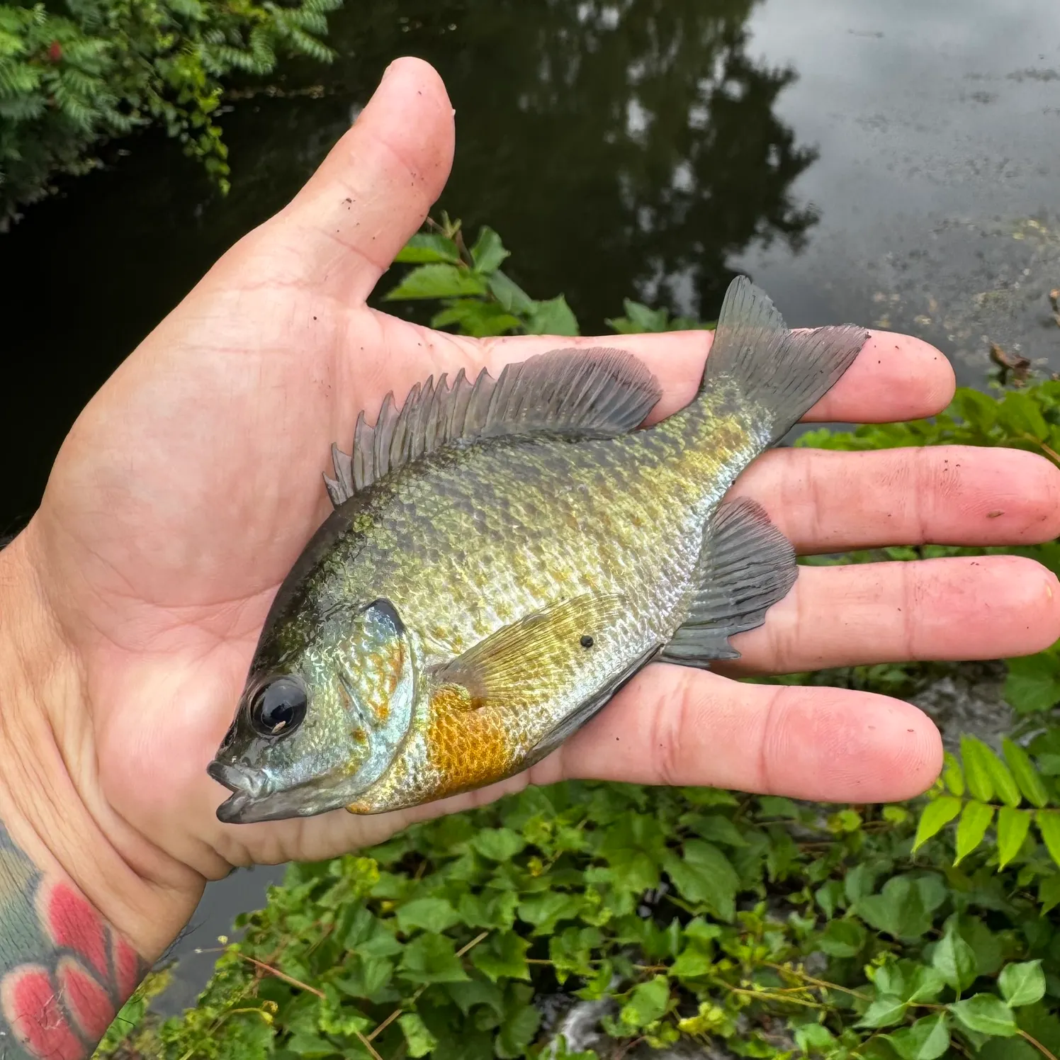 Bluegill caught on Fishbrain