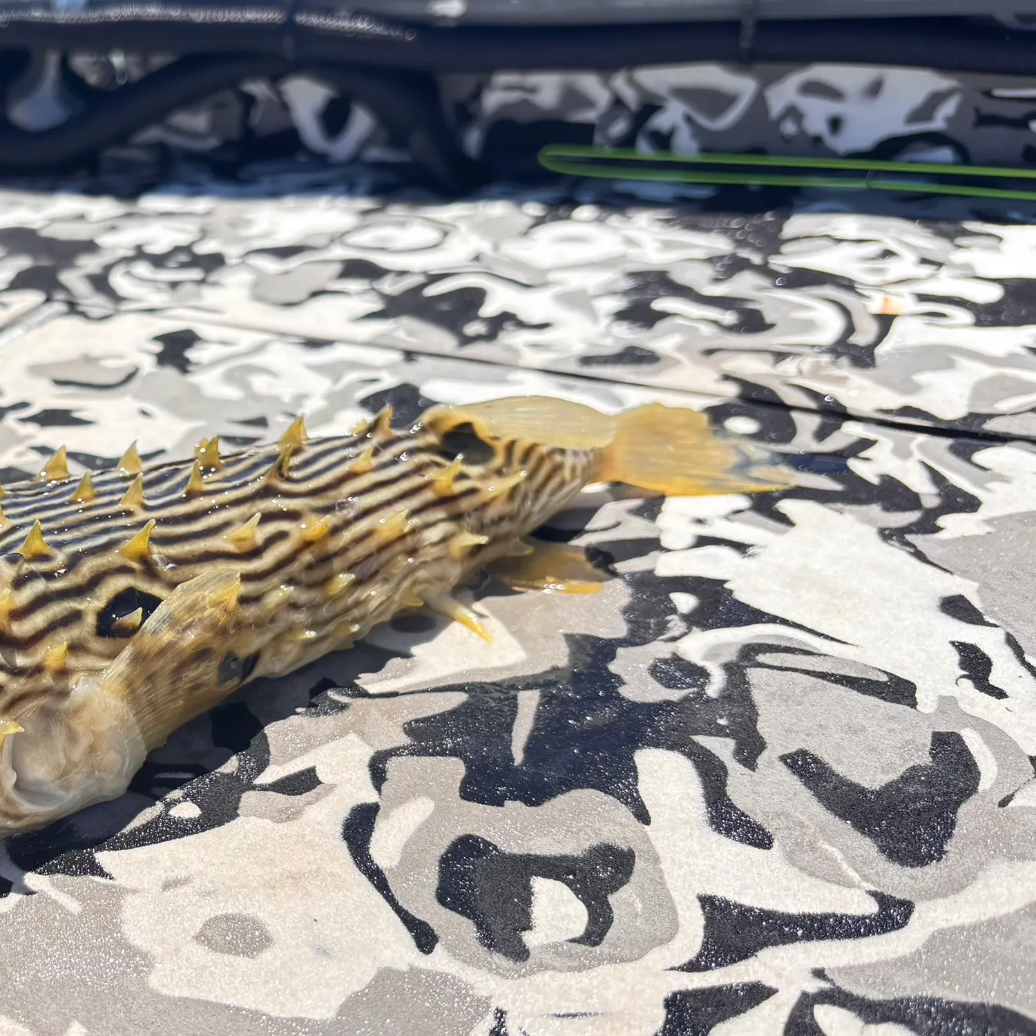 The most recent Striped burrfish catches on Fishbrain
