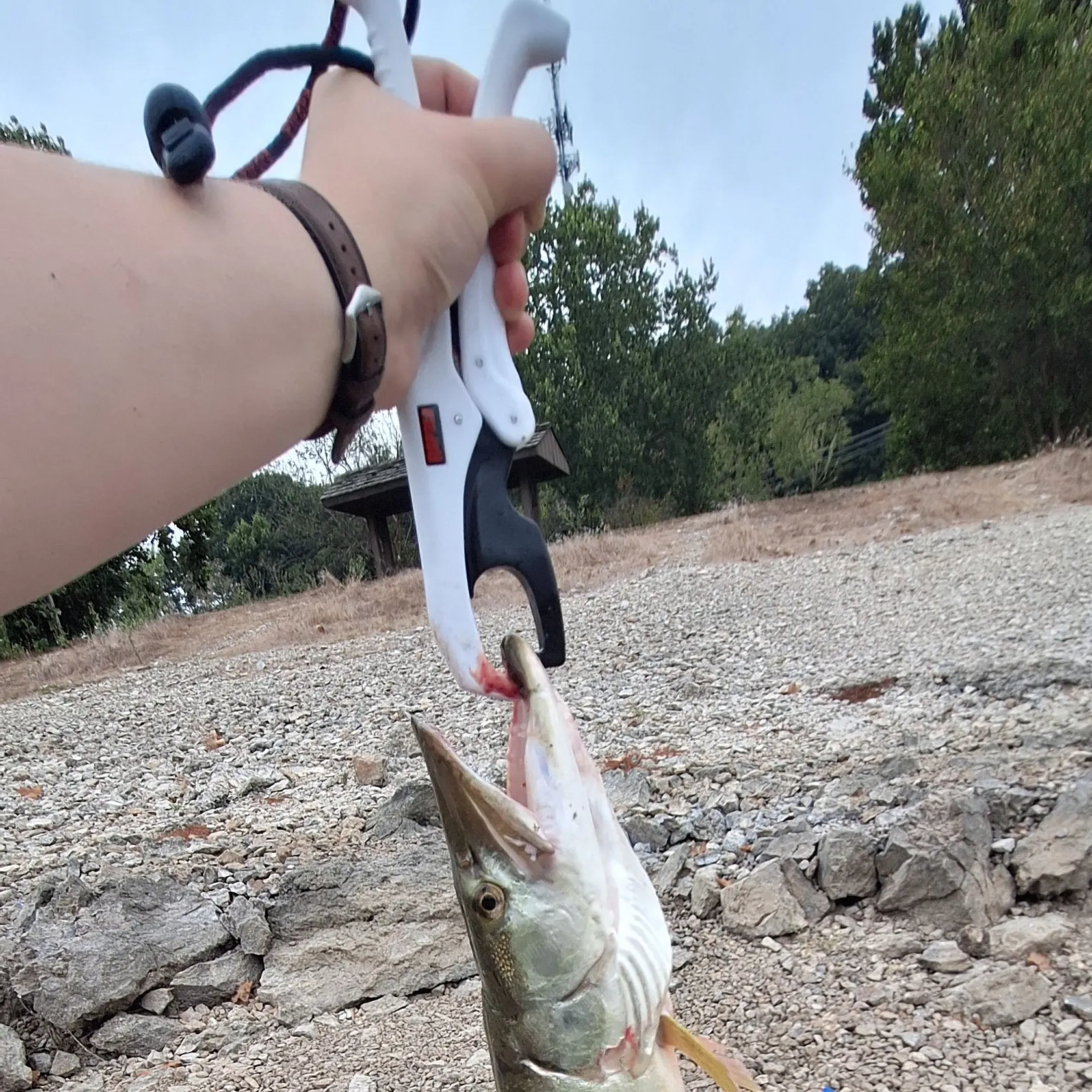 Muskie caught on Fishbrain