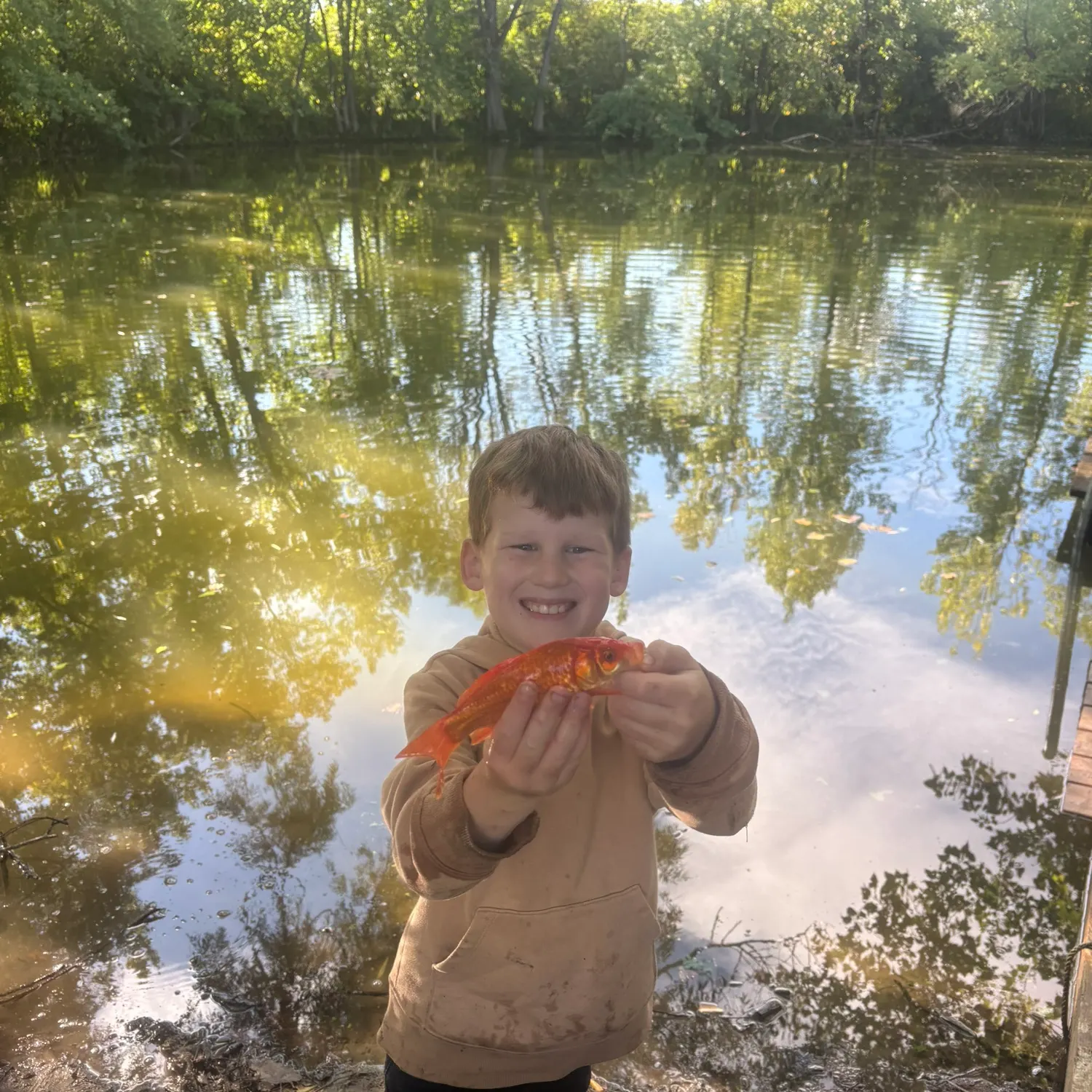 Goldfish caught on Fishbrain