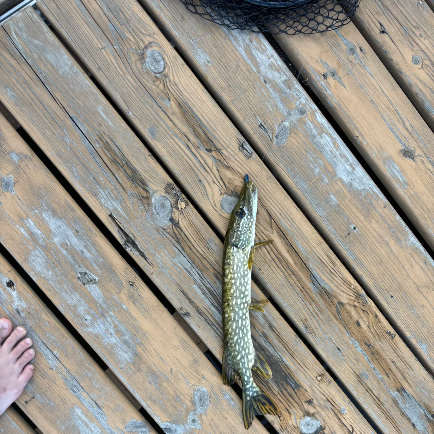 Northern pike caught on Fishbrain